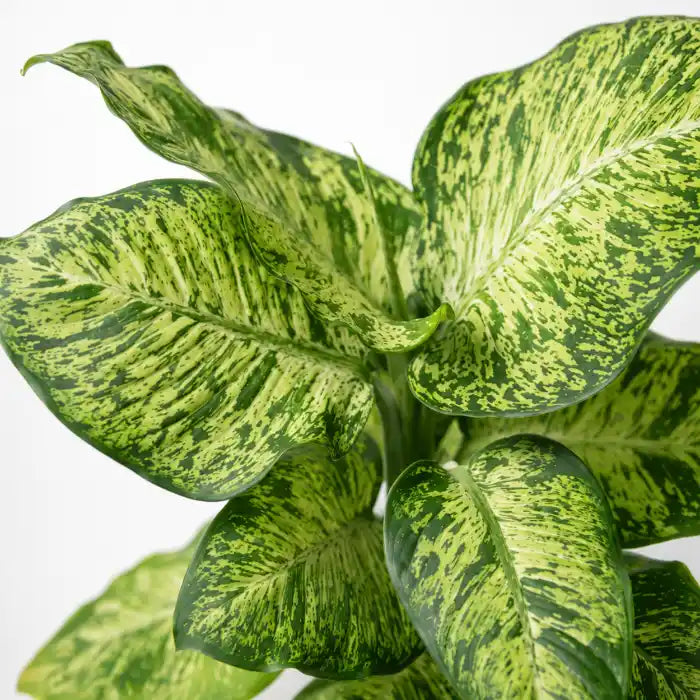 Dieffenbachia Mars
