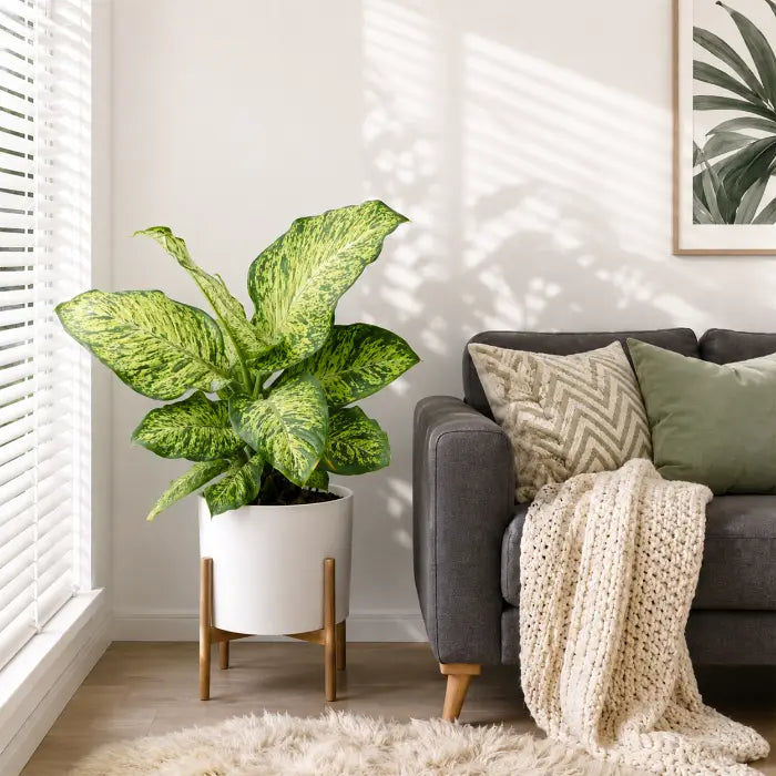 Dieffenbachia Mars
