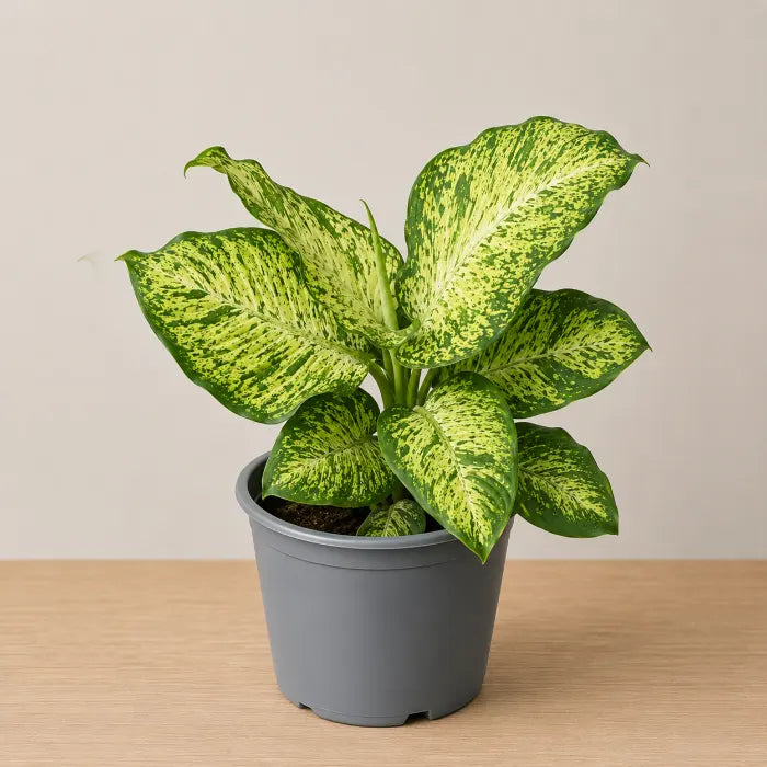 Dieffenbachia Mars