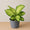 Dieffenbachia Lime Glow