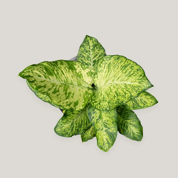 Dieffenbachia Mars