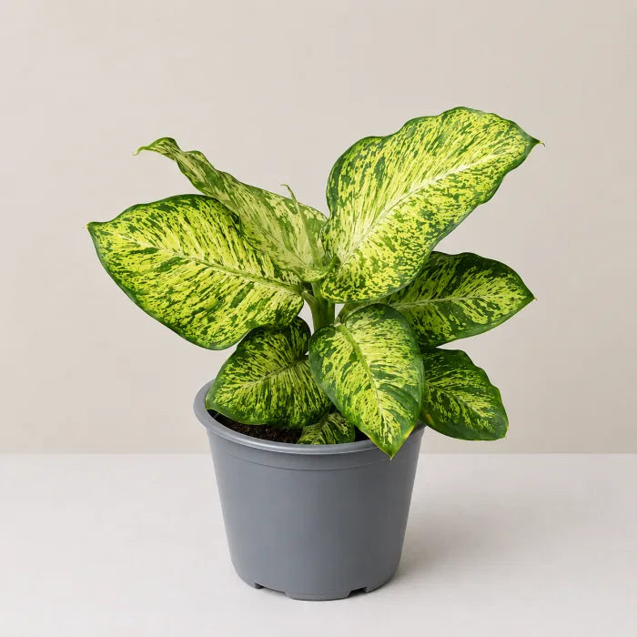 Dieffenbachia Mars