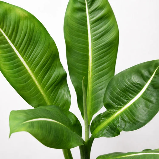 Dieffenbachia Green Magic