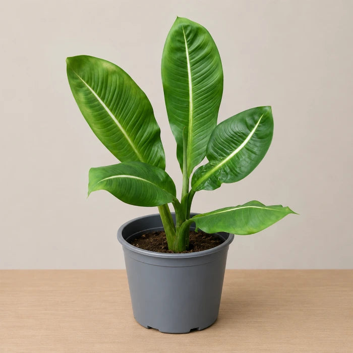Dieffenbachia Green Magic