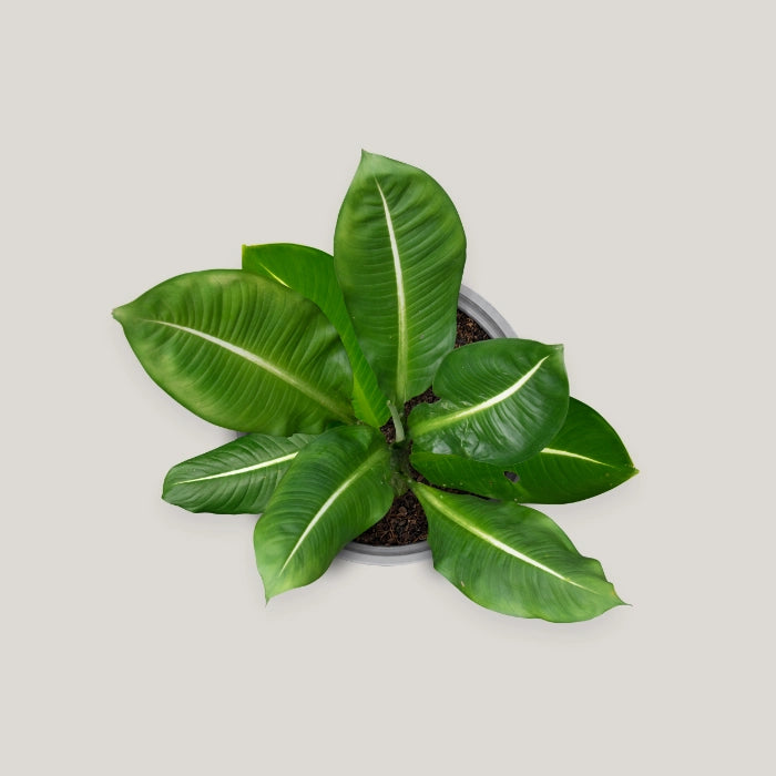 Dieffenbachia Green Magic