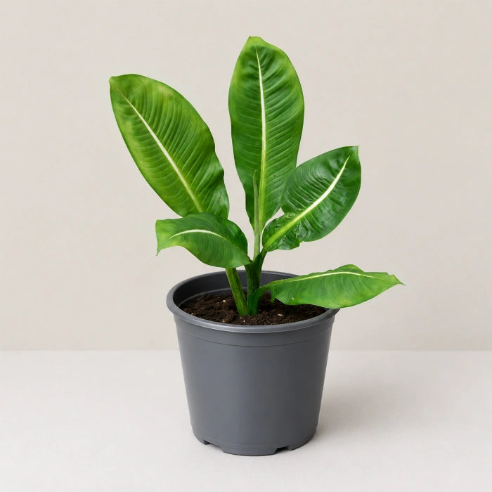 Dieffenbachia Green Magic
