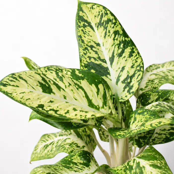 Dieffenbachia Sparkle