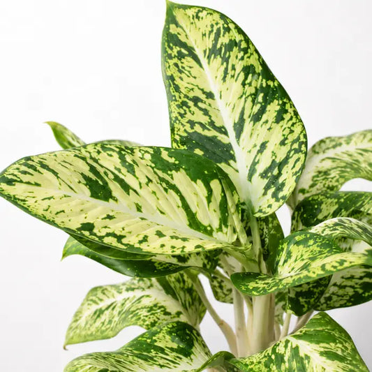Dieffenbachia Sparkle