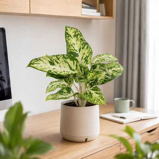 Dieffenbachia Sparkle