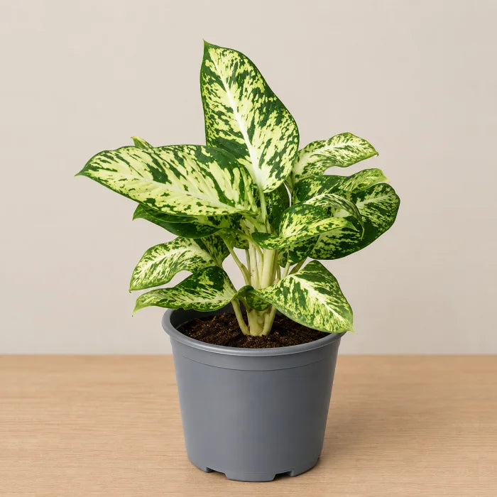 Dieffenbachia Sparkle