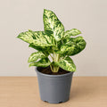 Dieffenbachia Sparkle
