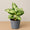 Dieffenbachia Sparkle