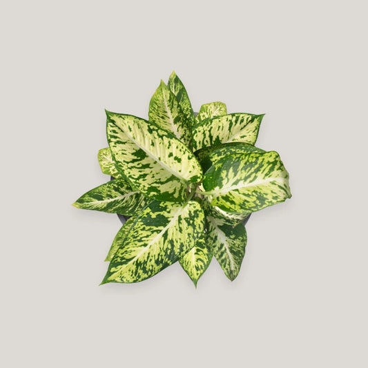 Dieffenbachia Sparkle