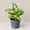 Dieffenbachia Sparkle