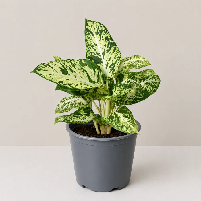 Dieffenbachia Sparkle