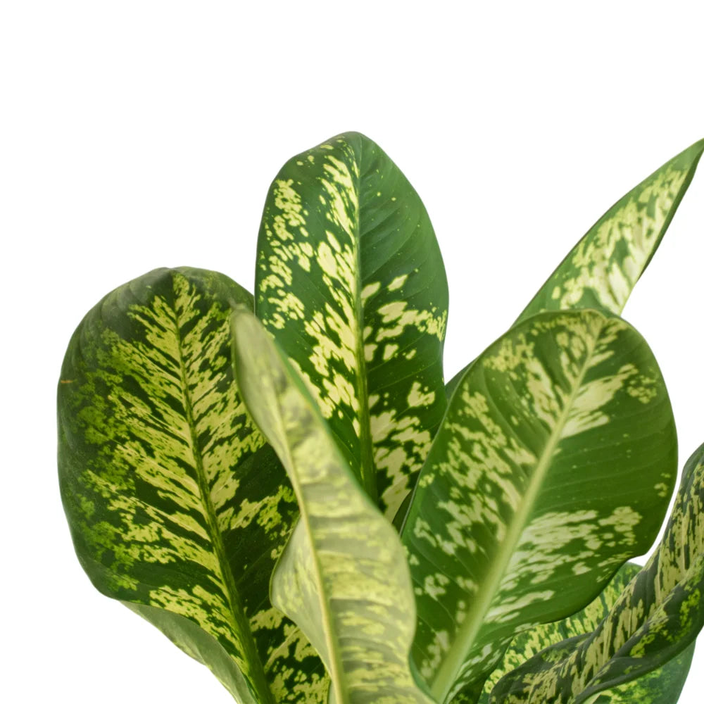 Dieffenbachia Tropic Rain