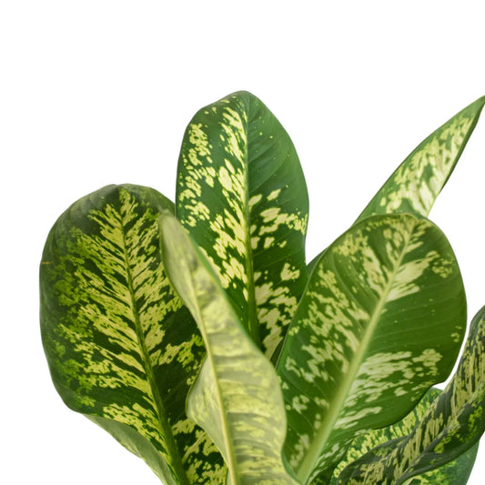 Dieffenbachia Tropic Rain