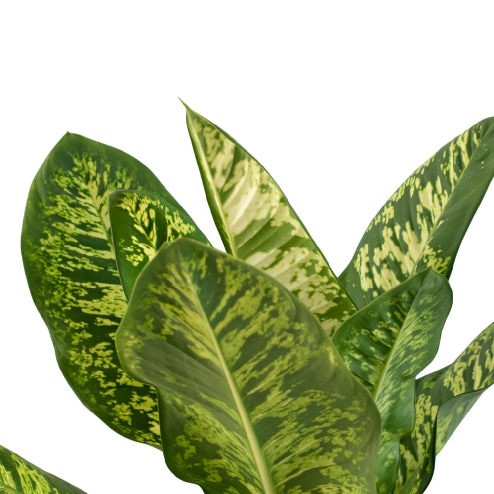 Dieffenbachia Tropic Rain