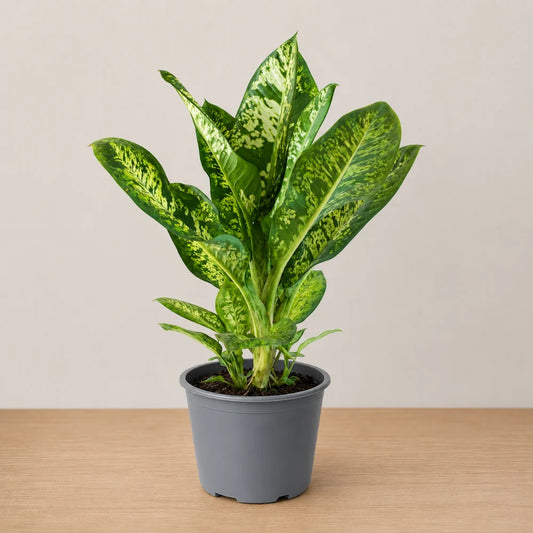 Dieffenbachia Tropic Rain