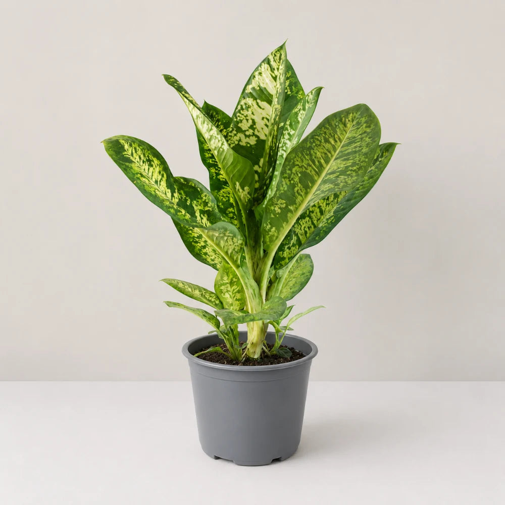 Dieffenbachia Tropic Rain