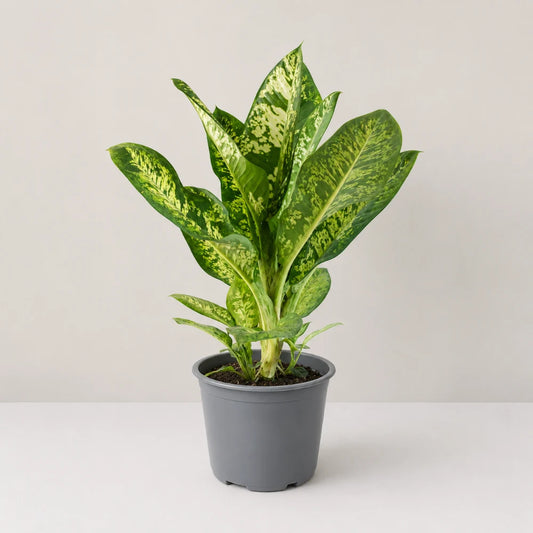 Dieffenbachia Tropic Rain