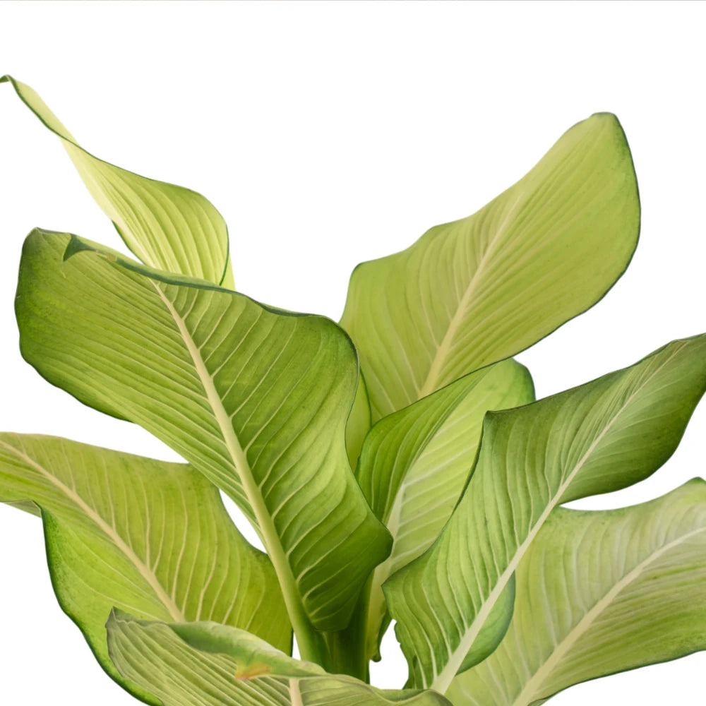 Dieffenbachia Tropic Marianne