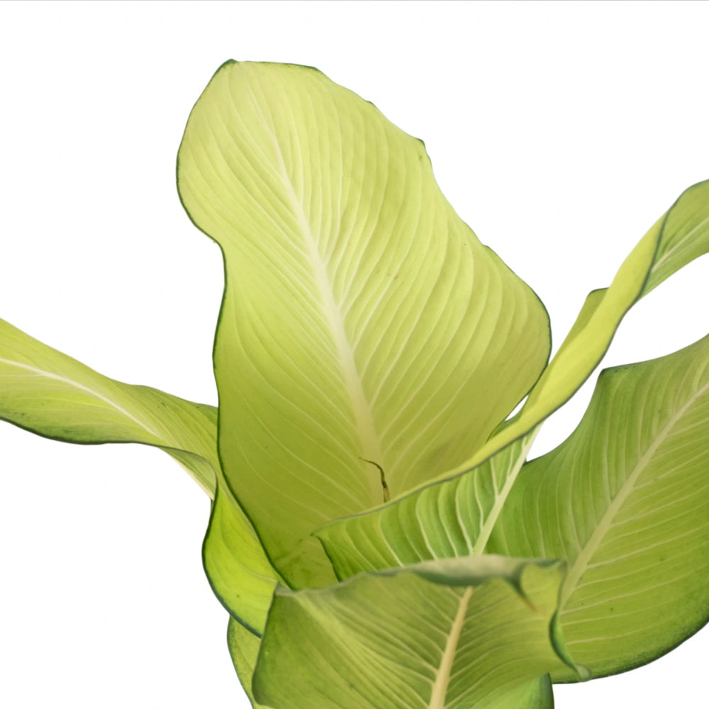 Dieffenbachia Tropic Marianne