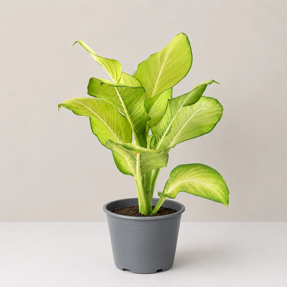 Dieffenbachia Tropic Marianne