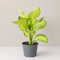 Dieffenbachia Tropic Marianne