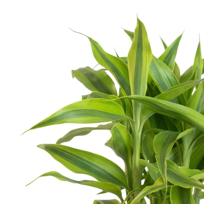 Dracaena Gold