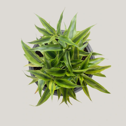 Dracaena sanderiana 'Gold'
