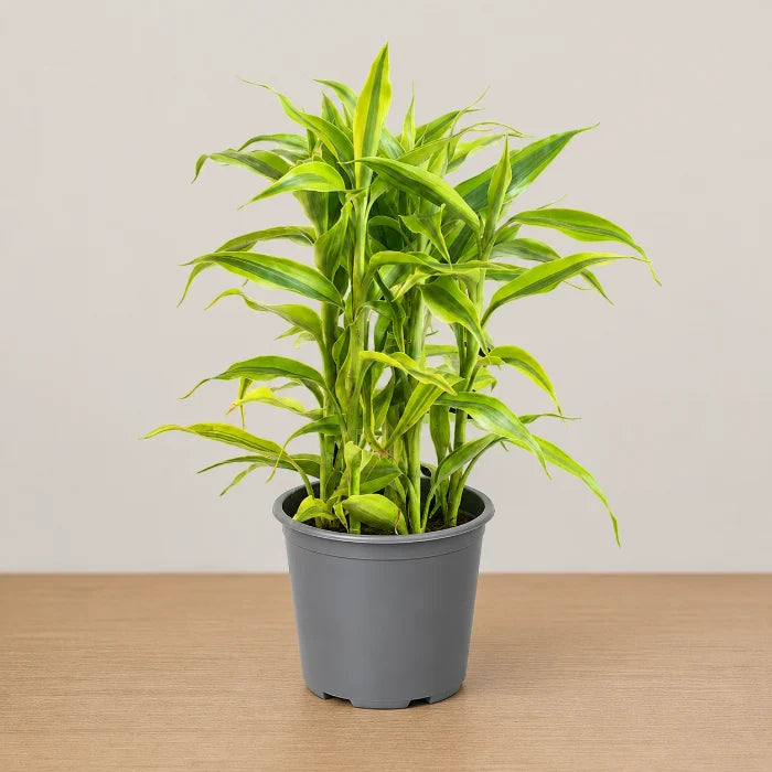 Dracaena sanderiana 'Gold'