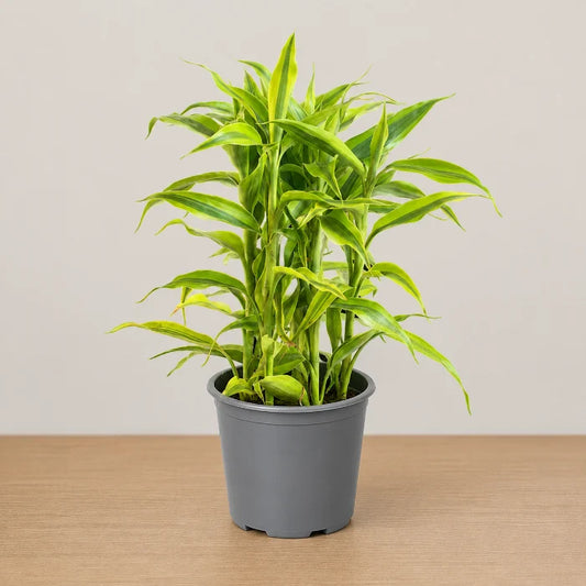 Dracaena sanderiana 'Gold'