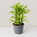 Dracaena sanderiana 'Gold'