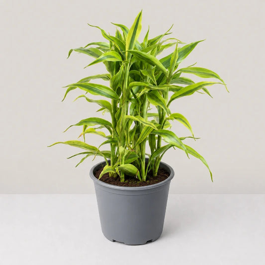 Dracaena sanderiana 'Gold'