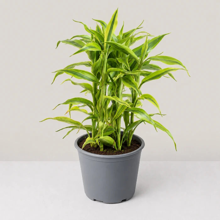 Dracaena sanderiana 'Gold'
