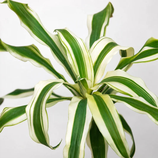 Dracaena Victoria White