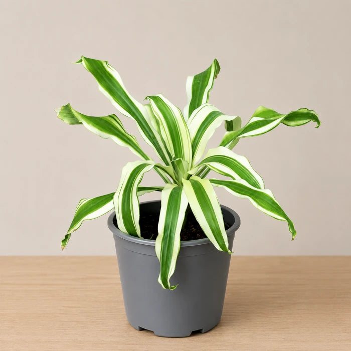 Dracaena Victoria White