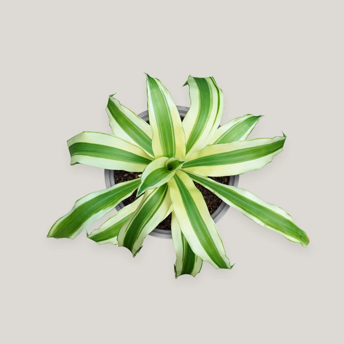 Dracaena Victoria White