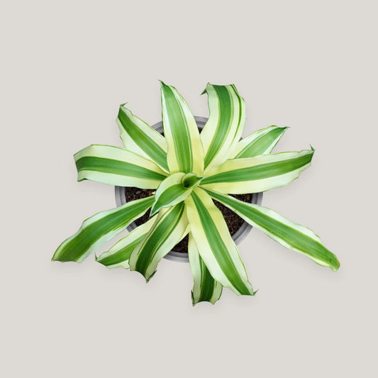 Dracaena Victoria White