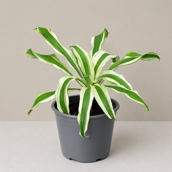 Dracaena Victoria White
