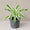 Dracaena Victoria White