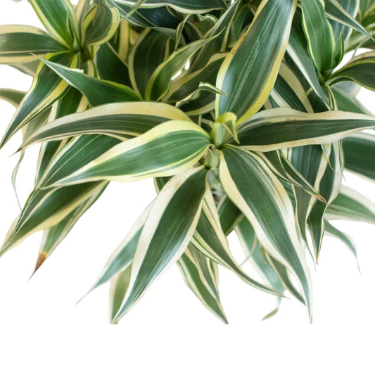 Dracaena sanderiana 'White'