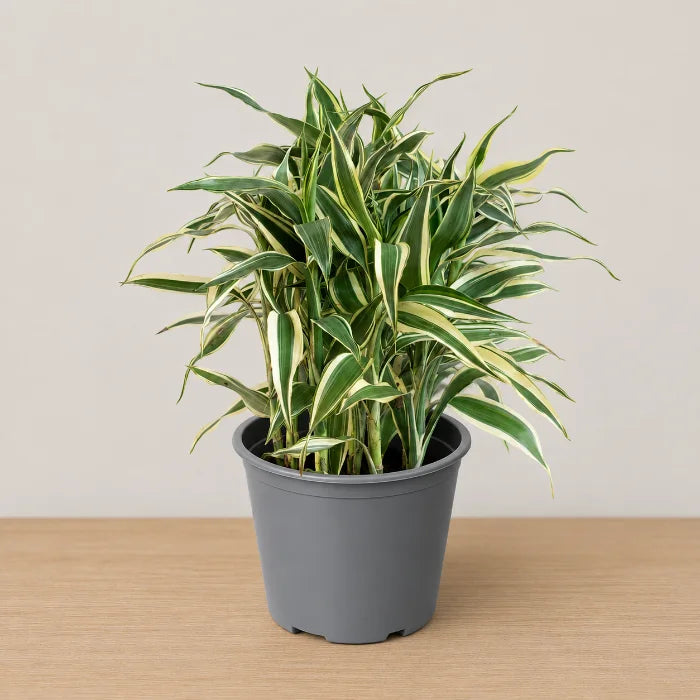 Dracaena sanderiana 'White'