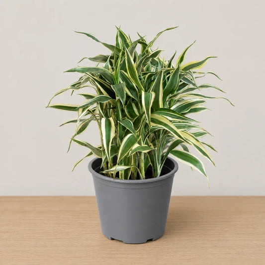 Dracaena sanderiana 'White'