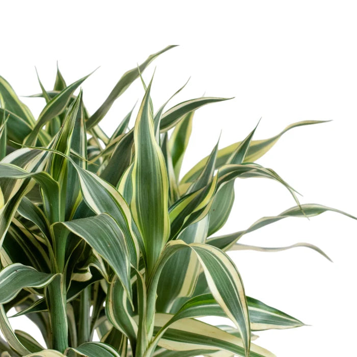 Dracaena White