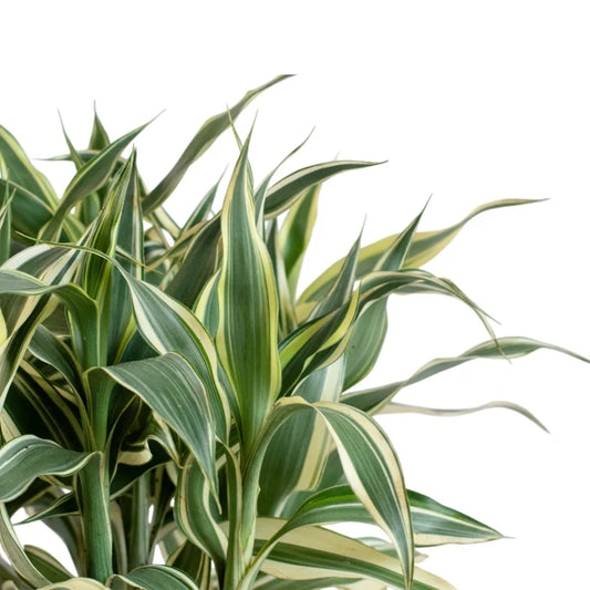 Dracaena sanderiana 'White'