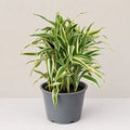 Dracaena sanderiana 'White'