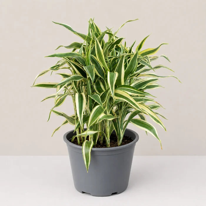 Dracaena sanderiana 'White'