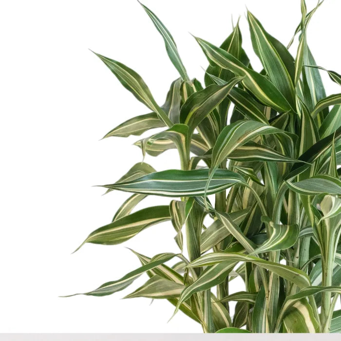 Dracaena Victory